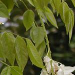 wisteriafolsinensisalba