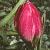 tulipaflotviolacea1a