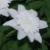 anemonecflo1nemerosavestalkevock