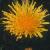 corncflosowthistle