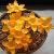 crocuscfloflavusgoldenyellowkevock