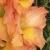 gladioluscfloterrynagc1