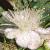 myrtusflotcommunis