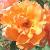 rosadoristystermancflocoblands