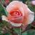 rosajeankenneallycflorogerltd