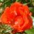 rosapaulcrampelcflorogerltd