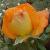 rosasouthamptoncflorogerltd