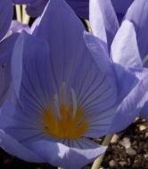 crocuspgarpulchellusinspirationrvroger1