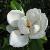 magnoliagrandifloracflogarnonswilliams1a1a1a1a1