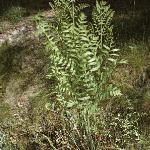 osmundapfol1regalis