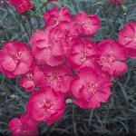grass-seeding_picture