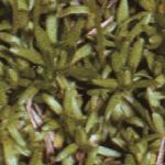 grass-seeding_picture