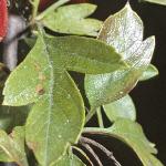 pcrataegusfol1monogyna