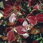 pfagusfol1sylvaticaatropurpurea