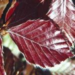 pfagusfol2sylvaticaatropurpurea