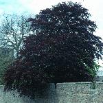 pfagusfor1sylvaticaatropurpurea