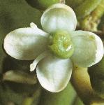 pilexflo1femaleaquifolium