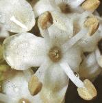 pilexflo2maleaquifolium