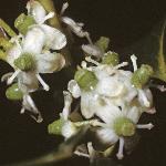 pilexflos1femaleaquifolium