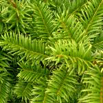 ptaxusfol1baccata
