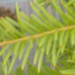 ptaxusfol2baccata