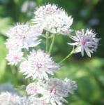 astrantiafflosmajorkevock