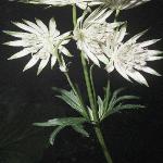 astrantiaformajor1