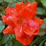 pink_rose_picture