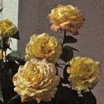 pink_rose_picture