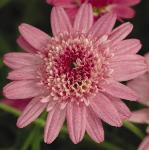 argyranthemumflocmadeiracrestedpink
