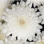 argyranthemumflocmadeiradoublewhite