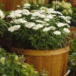 argyranthemumforcmadeiradoublewhite