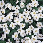 bacopafloscabundawhite