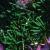 armeriacfoljuniperifoliabevansvarietyfoord1