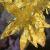 sedumflotspathulifoliumcapeblanco1