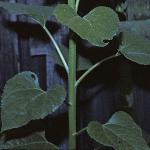 helianthusfolannuus1