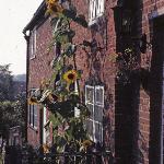 helianthusforannuus1