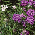 iberisfloumbellata1