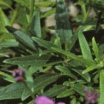 iberisfolumbellata1