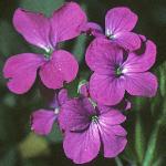 lunariafloannuasep78a