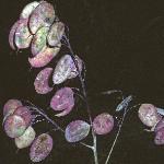 lunariafruannua