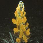 lupinusfloluteusyellowjavelinoct75a