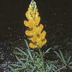 lupinusforluteusyellowjavelin1