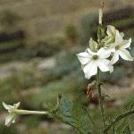 nicotianafloalata1