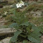 nicotianaforalata1