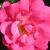 rosaflowercarpetpinkcflogarnonwilliams1a