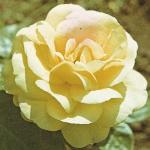 andersonrosaarthurbellfloa253a