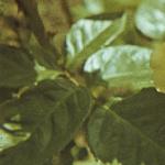 andersonrosaarthurbellfola253a