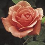 andersonrosablessingsfloa89a