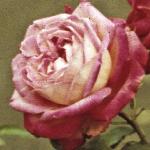 andersonrosadailysketchflomiddlea91a